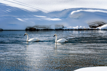 Wall Mural - Two Trumpeter Swans In Yellowstone Park Swimming on a River Wyoming USA 