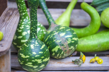 Wall Mural - Pile of green long pumpkins,  in a farm backyard. Autumn harvest at the countryside.