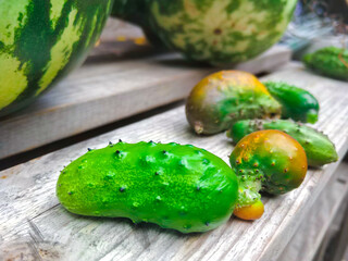 Wall Mural - Closeup of one overripe cucumbers for growing seeds, end of season.