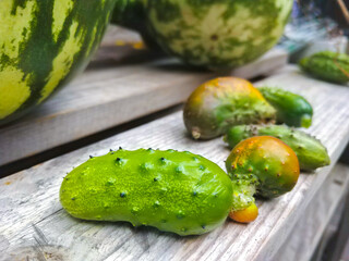 Wall Mural - Closeup of one overripe cucumbers for growing seeds, end of season.