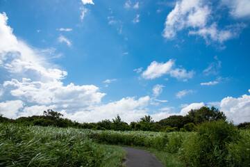 Poster - 青空