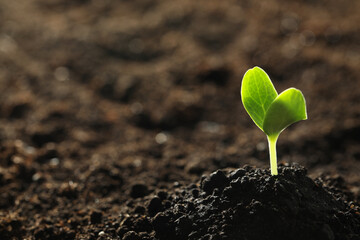 Young vegetable seedling growing in soil outdoors, space for text