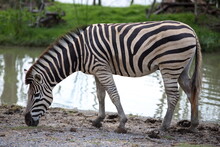 A Zebra Eating Grass In The Daytime Near A Swamp