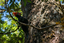 Road To La Junta, Cochamó, Chile
Red Headed Woodpecker