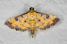 Crambid Snout Moth Of The Genus Ategumia