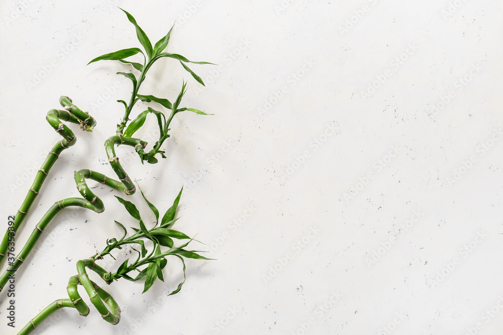 Bamboo branches on light background. Zen concept