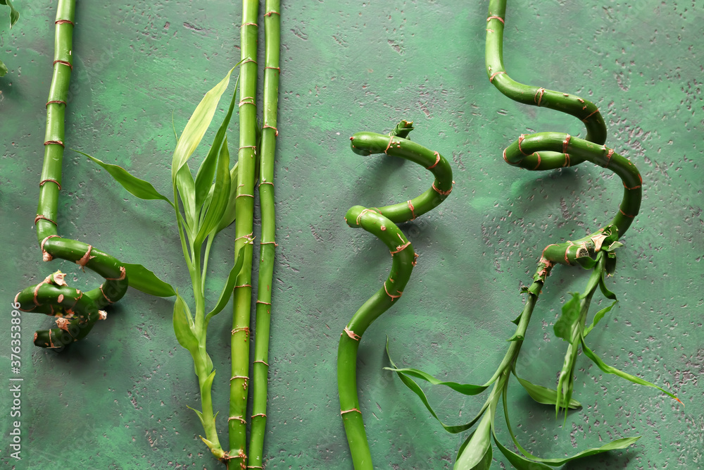 Bamboo branches on color background. Zen concept