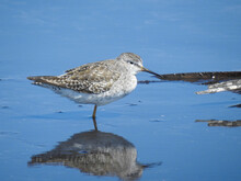 Lesser Yellowlegs In Florida For The Winter