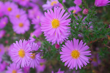 Canvas Print - Aster alpinus bush.