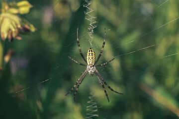 Poster - Cobweb or spider's web against a natural background, Dew drops on a spider .