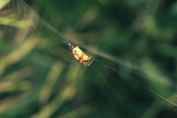 Poster - Cobweb or spider's web against a natural background, Dew on a spider .