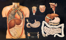 Old Vintage Chart Of Internal Human Anatomy