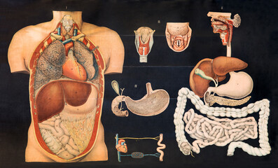 Old vintage chart of internal human anatomy