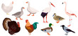 Wild and domestic birds set isolated on white background, vector illustration of stork, flamingo, crow, mallard ducks, rooster, chicken, geeses and turkey bird