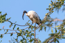 African Sacred Ibis Threskiornis Aethiopicus On A Tree