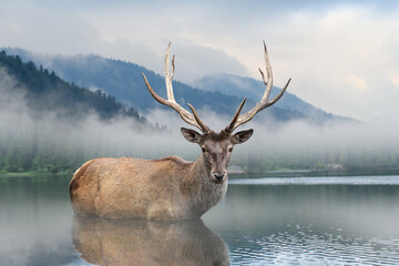 Beautiful deer stag swimming in lake on mountain landscape with fog