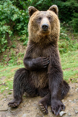 Wall Mural - brown bear sitting in funny pose
