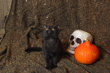 Black cat with halloween pumpkin, skull. Halloween still life.