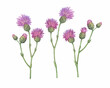 Set of the  field thistle flower ( Cirsium arvense, creeping thistle, way thistle, small-flowered). Watercolor hand drawn painting illustration isolated on white background.
