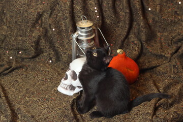 Halloween still life.
Black cat with halloween pumpkin, skull, lantern.
