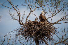 Mesmerizing Shot Of A Bald Eagle Sitting On The Side Of Her Nest