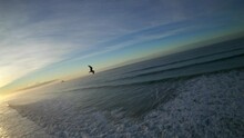 Seagull Flight At Sunset
