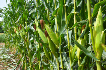  Raw corn is fully grown, ready for harvest.