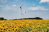 Fototapeta Dziecięca - 風力発電の風車とひまわり畑　千葉県銚子市　日本