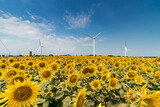 Fototapeta Dziecięca - 風力発電の風車とひまわり畑　千葉県銚子市　日本