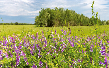 Wall Mural - Summer flowe meadow