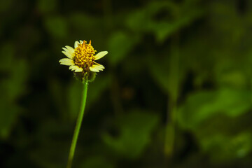 Wall Mural - The blossoming grass shows its pollen.