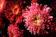 üppige chrysanthemen blumen nahaufnahme