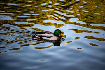 duck in the water