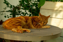 Red Cat Sleeps, Yawns In The Garden