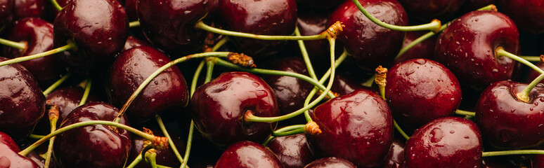 Wall Mural - top view of wet ripe sweet cherries with water drops, panoramic shot