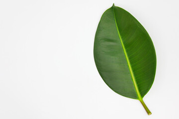 One green natural magnolia leaf on white background with space for text