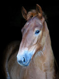 Fototapeta Konie - Rare Breed Foal Headshot
