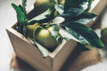 Wall Mural - Freshly Picked Juicy Ripe Yellow Apples with leaves, organic and homegrown autumn harvest from garden