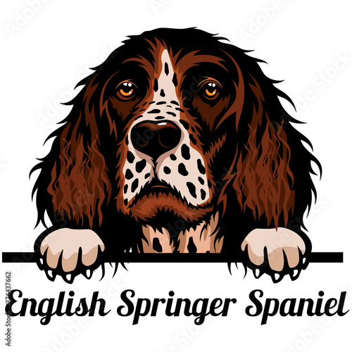 springer spaniel colours