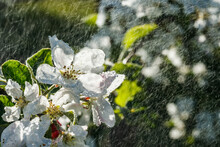 Apple Blossom Under The Rain In The Garden On Spring
