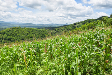 Green corn field in plantation agriculture Asian blue sky background - nature of beautiful morning corn field on the mountain