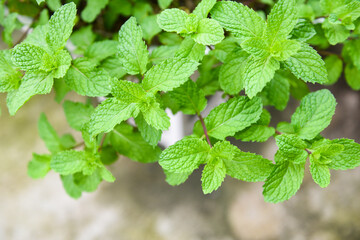 Peppermint leaf in the garden background - Fresh mint leaves in a nature green herbs or vegetables food