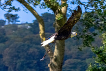 Young Bald Eagle (Haliaeetus Leucocephalus) Also Known As White-headed Or White-tailed Eagle, Sea Eagle Or American Eagle