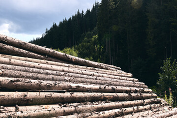 Logs in a sawmill yard. Stacks of woodpile firewood texture background. Tree trunks cut and stacked in the bush. Timber logging