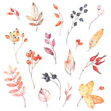 Watercolor Set Of Branches With Berries Dog Rose, Rowan And Colorful Leaves. Autumn Illustration Isolated On White Background, Decoration Collection For Your Design.