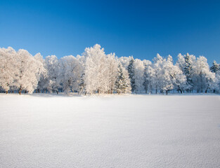 Aufkleber - Beautiful winter forest on a sunny day