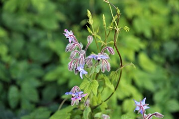 Borango officinalis - blue borage flower and buds aginst a green background