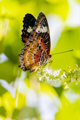 Wall Mural - Beautiful butterfly and flowers in the garden