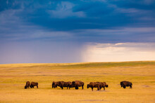 American Bison In Their Natural Habitat Of The Badlands, South Dakota