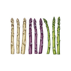 Wall Mural - Colorful hand drawn raw white, purple, green asparagus. Vector illustration isolated on white background.